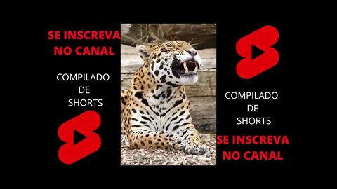 COMPILADO SHORTS (DIVERSOS 6 ) #compilados #topvideos