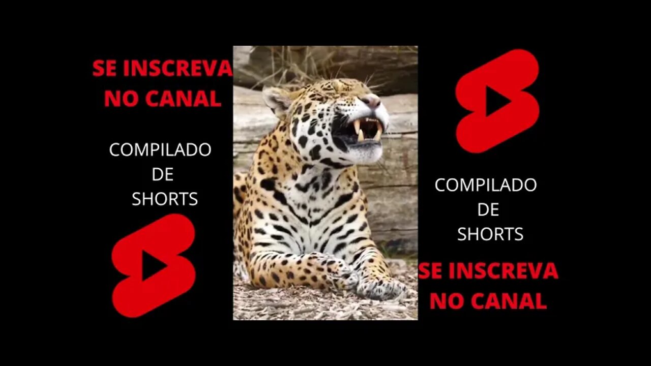 COMPILADO SHORTS (DIVERSOS 6 ) #compilados #topvideos