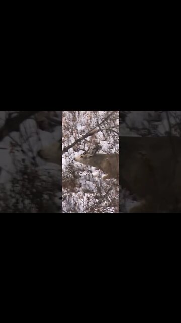 More rutting action from the 701! #shorts