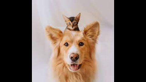 funny dog