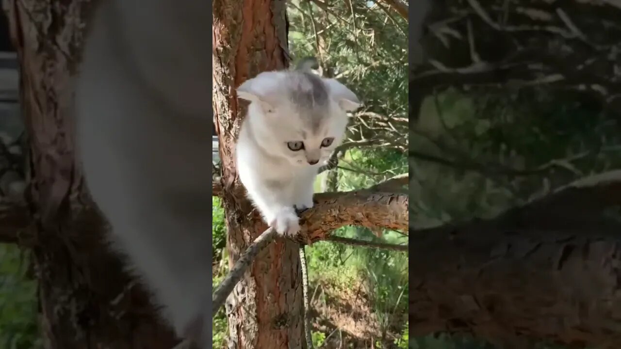 Best cat sound#shorts #youtubeshorts #viralshorts