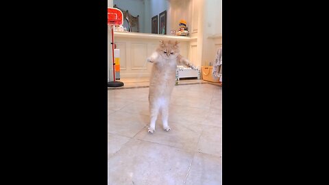 Cat jumping rope😂♥️