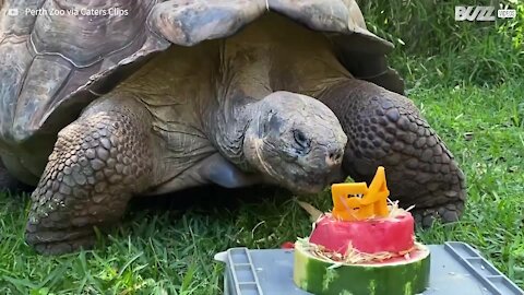 Cette tortue célèbre ses 54 ans avec un beau gâteau!