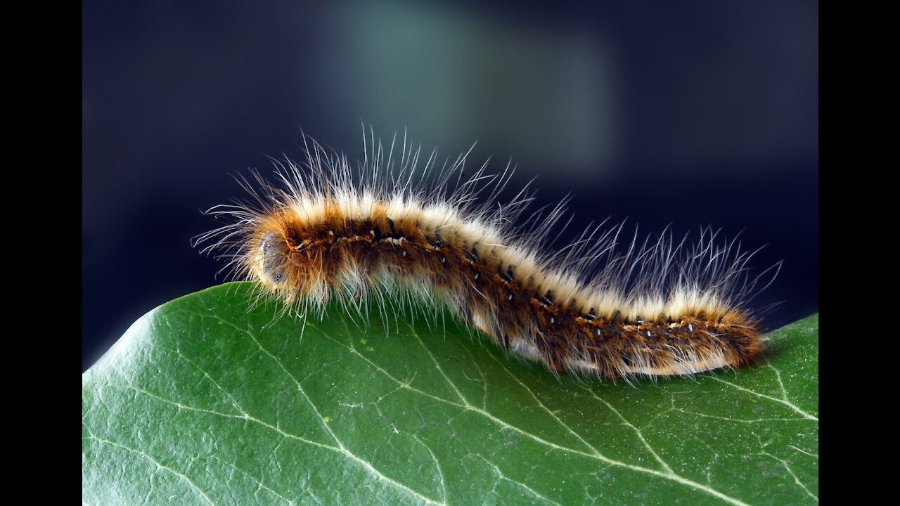 ~ caterpillars eating ~