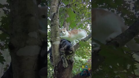 Shadow and Rytlock in a tree.