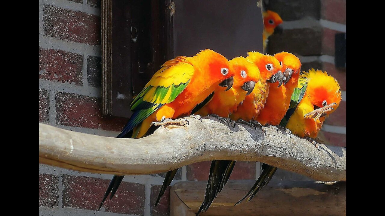 Cute parrot fun time