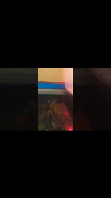 Predator Turtle 🐢 #pets #fyp