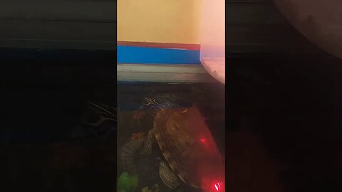 Predator Turtle 🐢 #pets #fyp