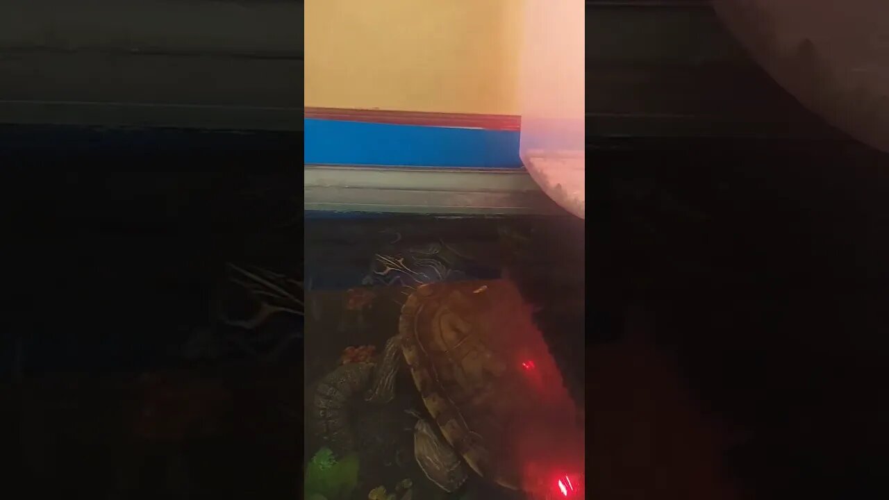 Predator Turtle 🐢 #pets #fyp