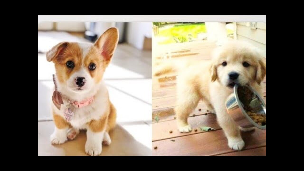 the best funny cute Dogs 2021 cutes animals