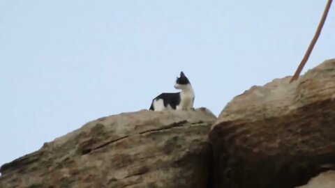 Our Cats #108 #shorts – Pusspuss & Pasha the Cats Hop on Rocks to Top of Mesa