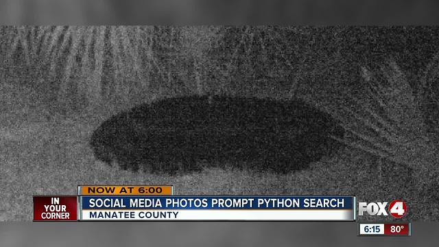 Manatee County searching for Burmese Python