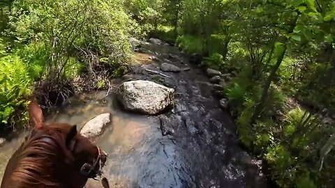 Cajun Horseman Learns Lesson in Hydration 😲🐴