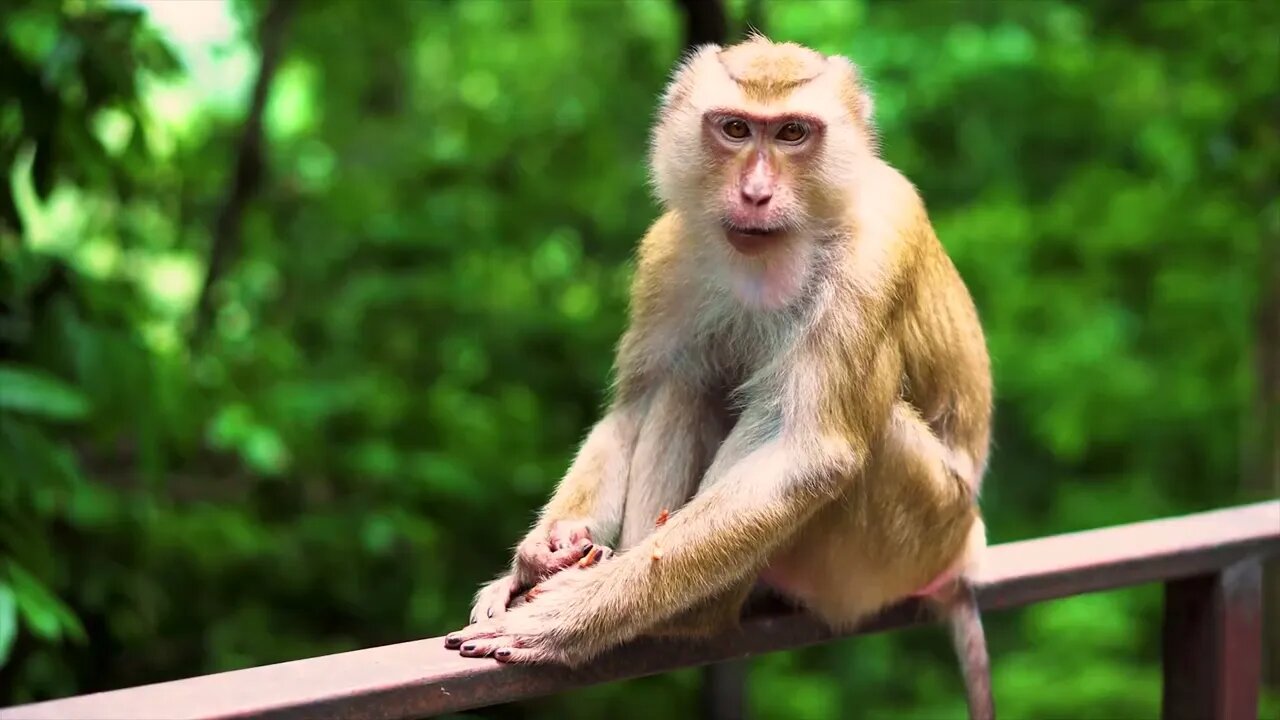 The antelope and the Monkey