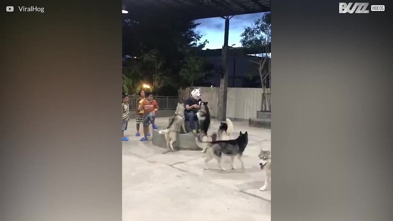 Un gruppo di husky saluta il loro proprietario
