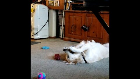 Golden retriever maisie plays with ball with paws