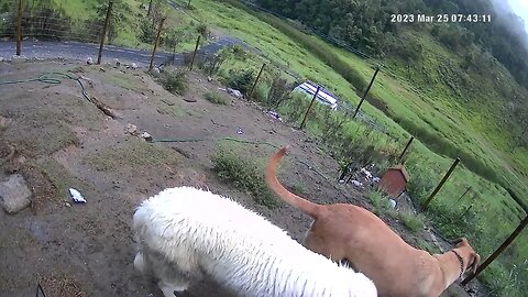 Maremma pup loves older dog