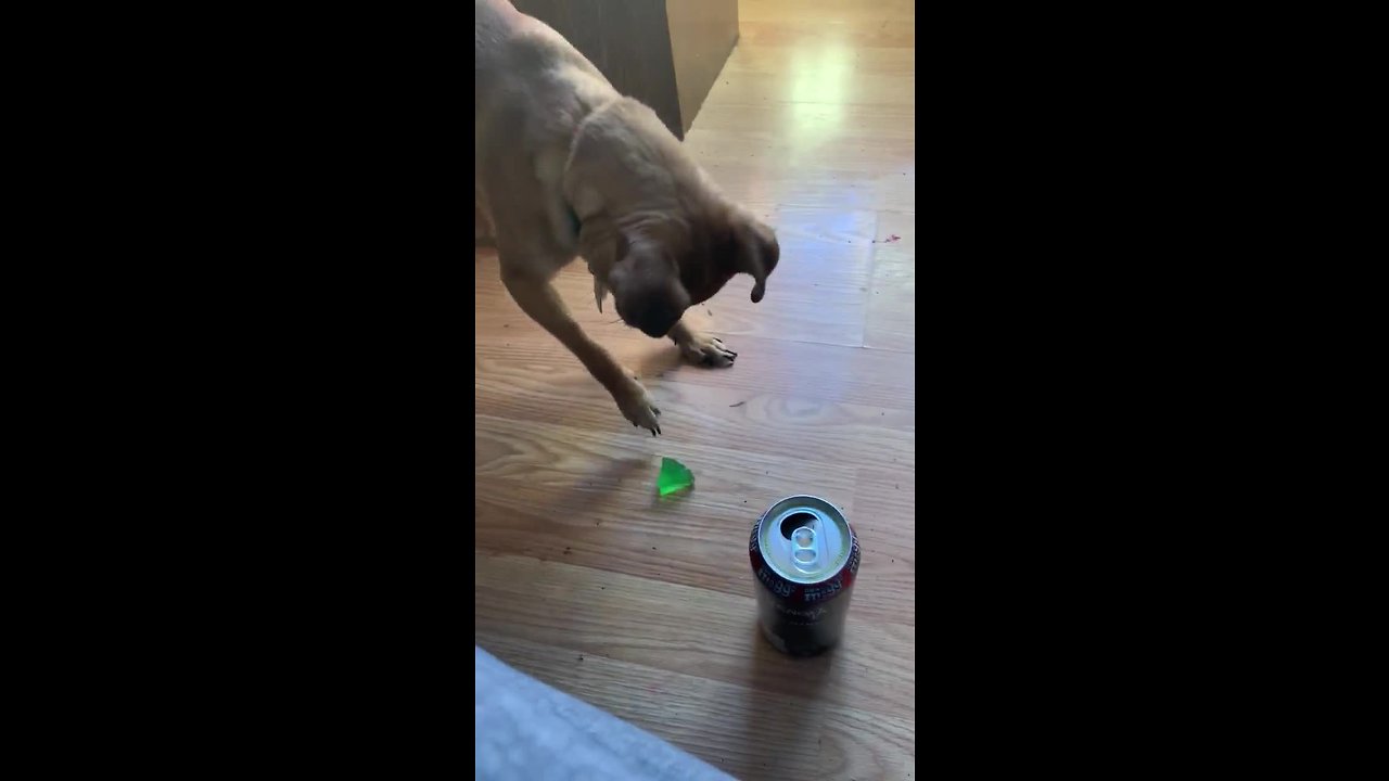 Chihuahua makes it clear he doesn't like jello