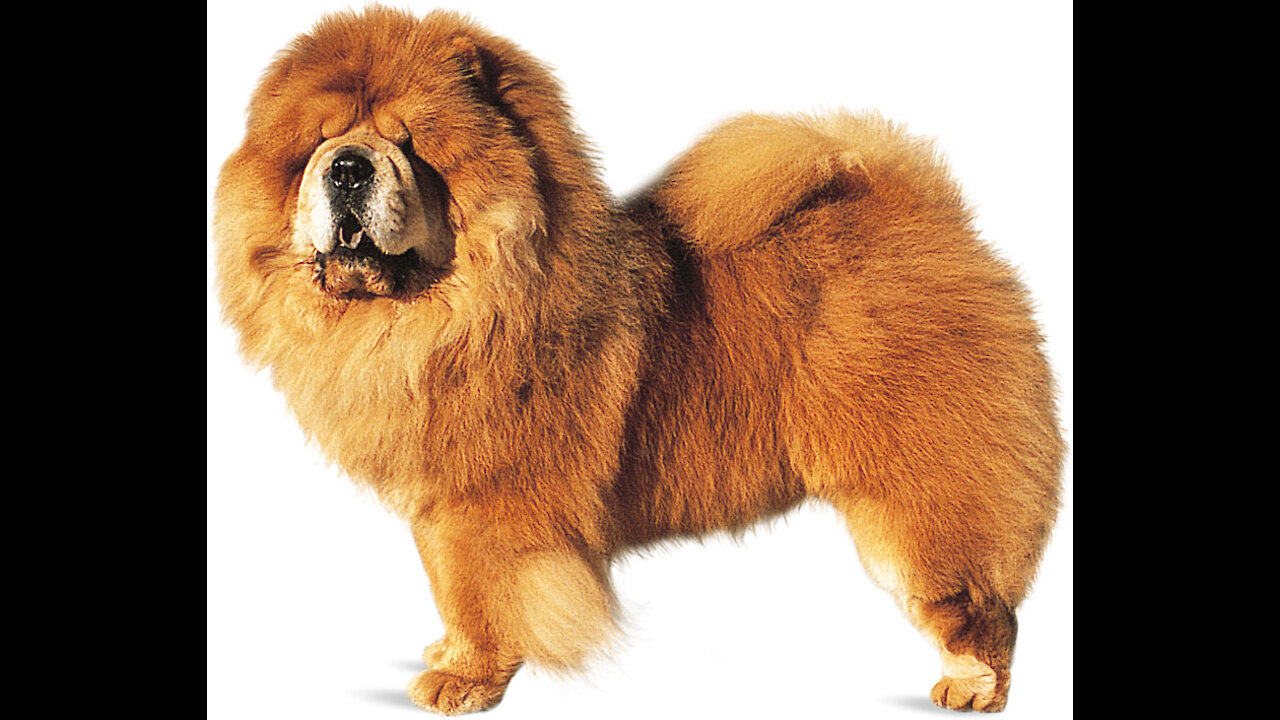 Best Chow-Chow