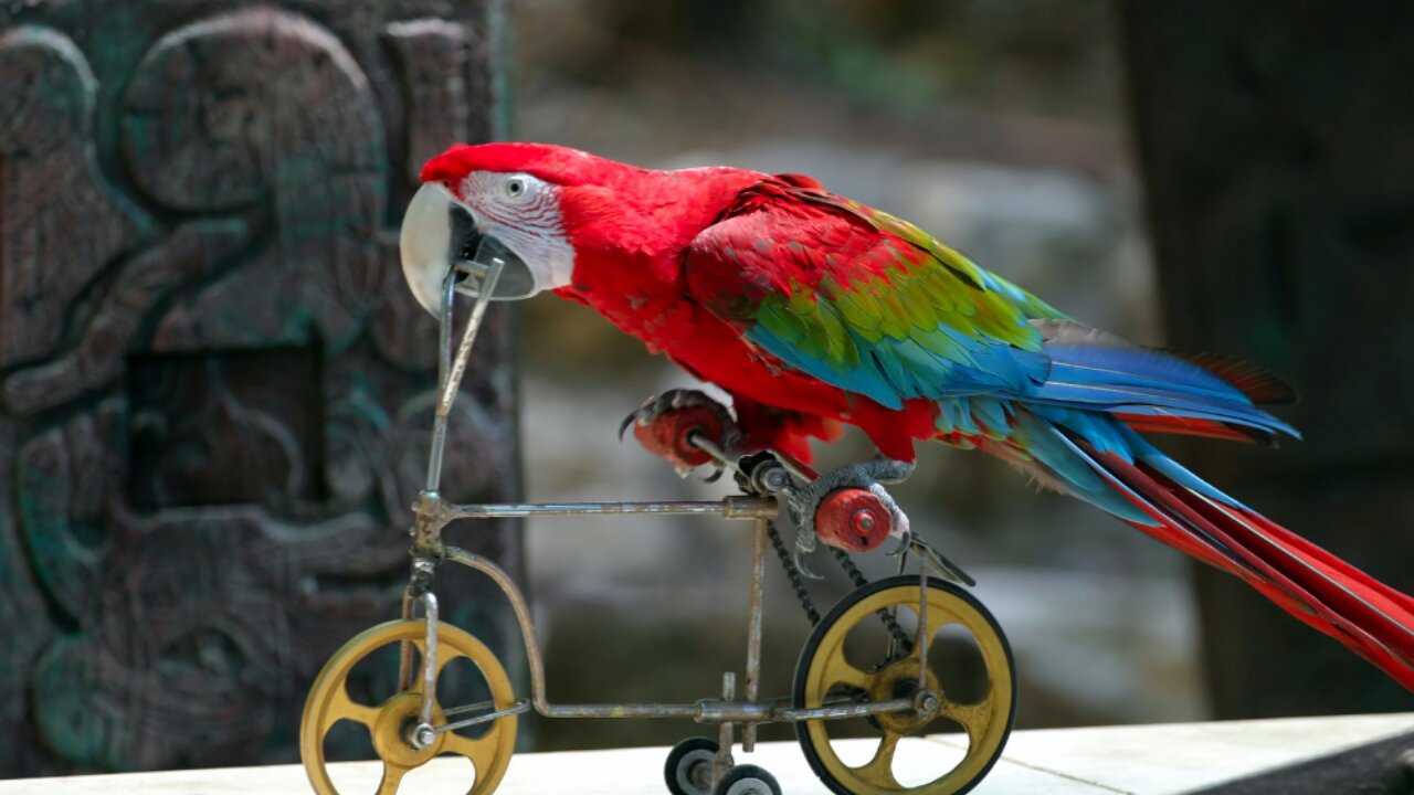 parrot riding bike and more fun