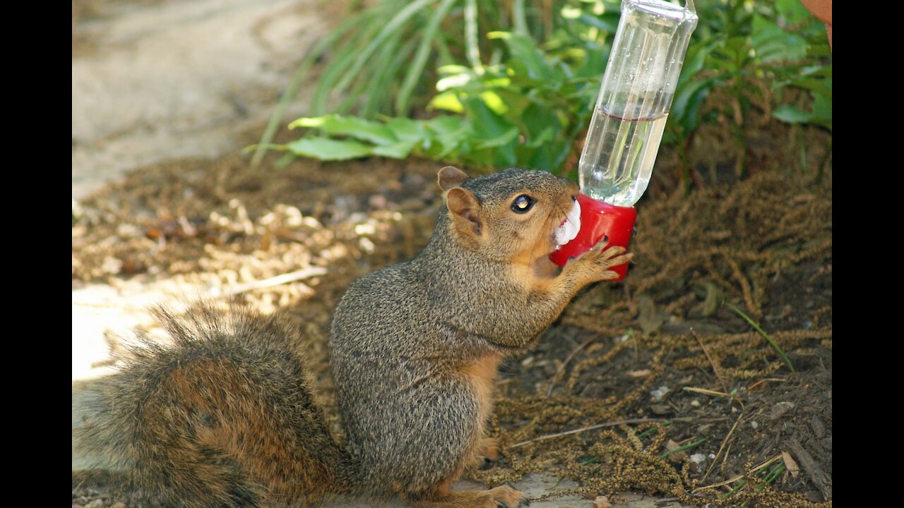 What wouldn't a determined squirrel do to quench his thirst?