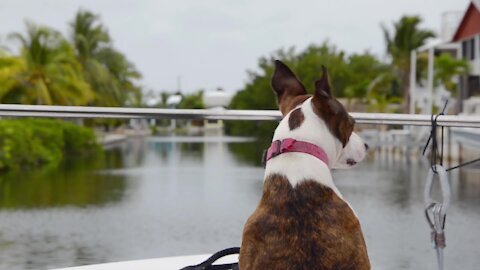 Nice dog enjoying the scenery