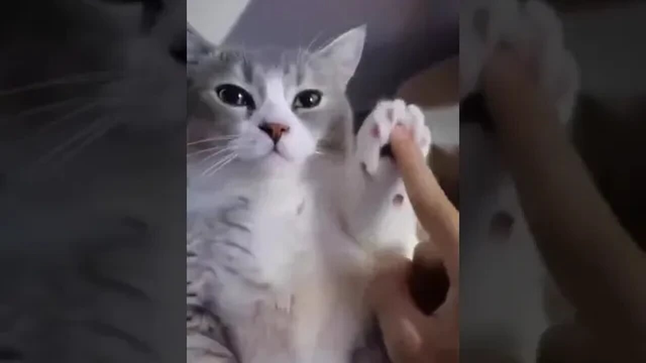 cute little cat video