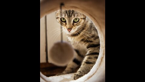 A cat fight itself in the mirror