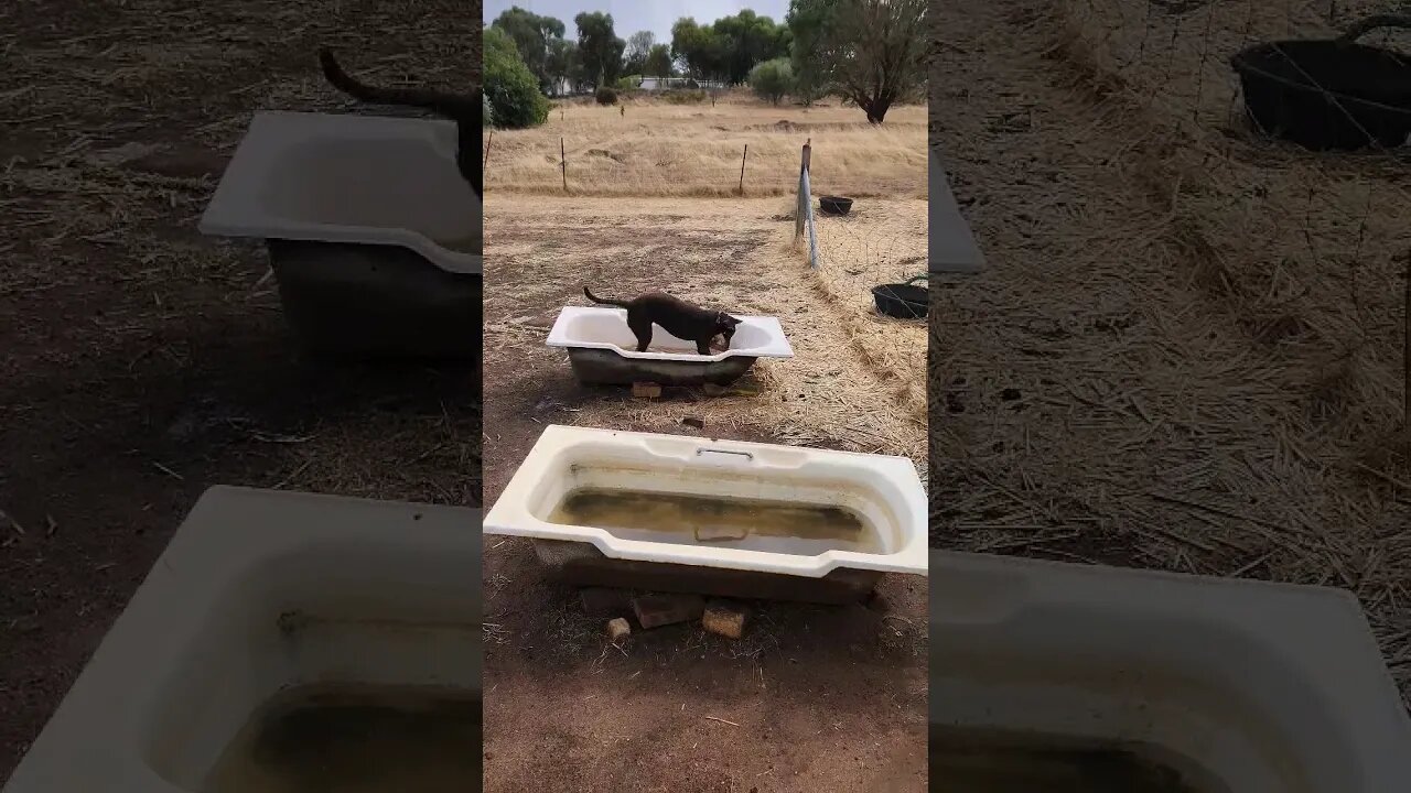 Crazy Kelpie Pup Jess Loves Water