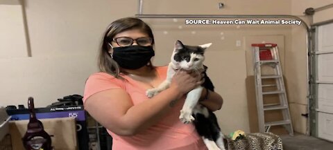 Cat found in Las Vegas reunites with California family