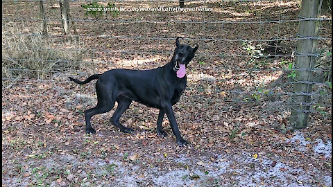 Funny Itch Scratching Great Dane Will Make You Laugh