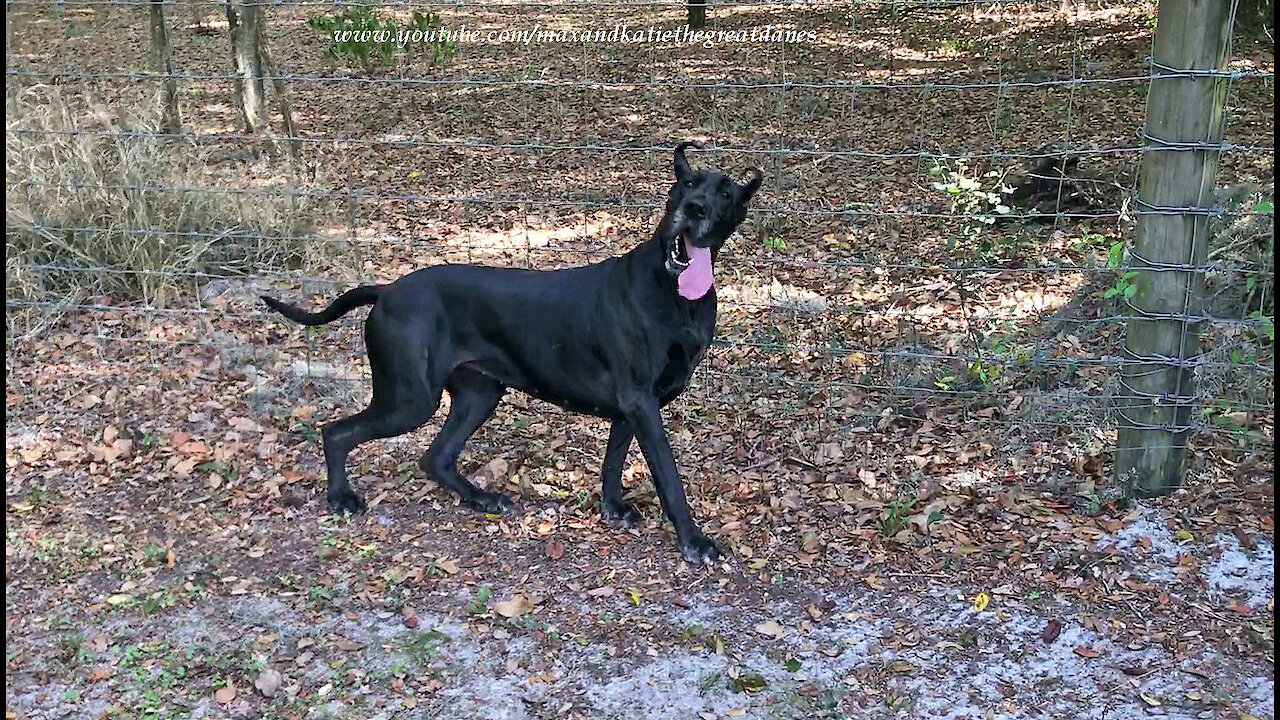 Funny Itch Scratching Great Dane Will Make You Laugh