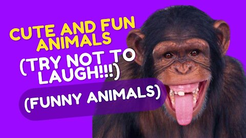 Cute and fun animals(TRY NOT TO LAUGH!!!)(Funny animals)