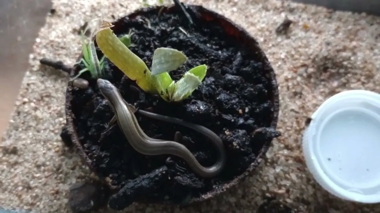 A LITTLE BROWN SKINK (08/28/23) 🎶