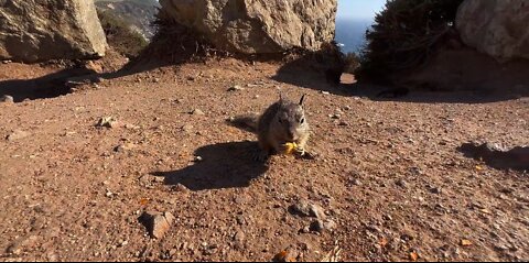 Squirrels love Chexmix!
