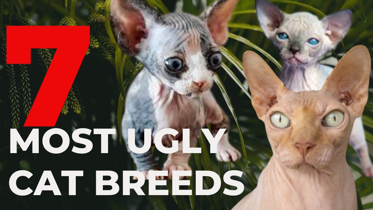 7 MOST UGLY CAT BREEDS