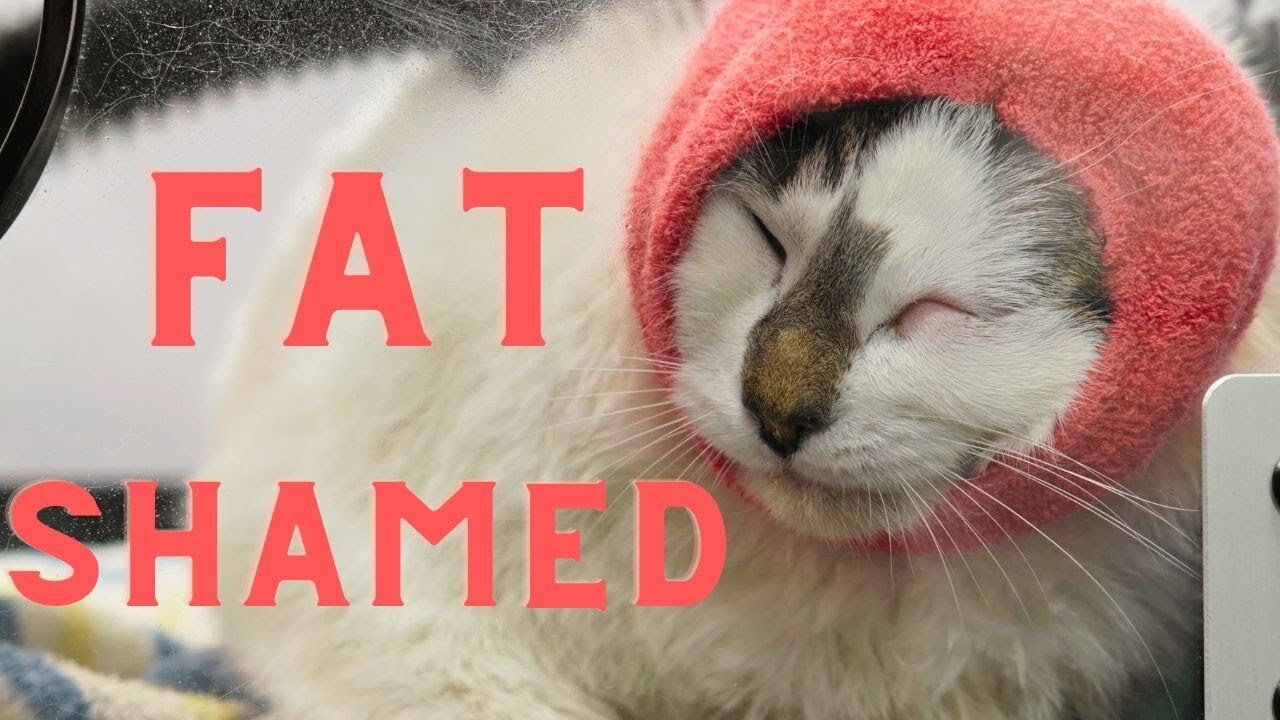 Owners asked me to FAT SHAME their cat, #catvideo #dogvideo