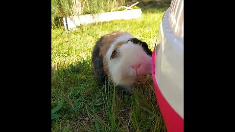 Cute Guinea Pig #shorts