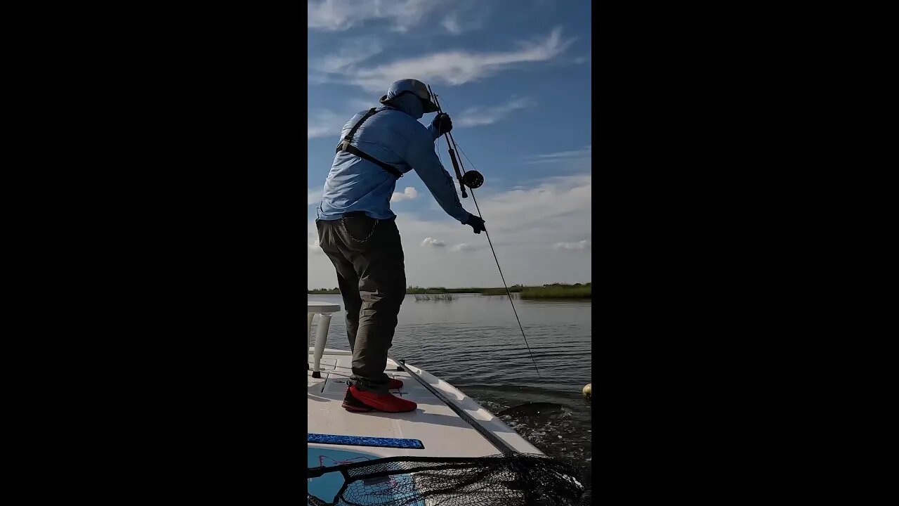 This Fish SNAPPED MY FLY ROD!! ( EPIC ) #shorts #saltlife #fishing #redfish #louisiana