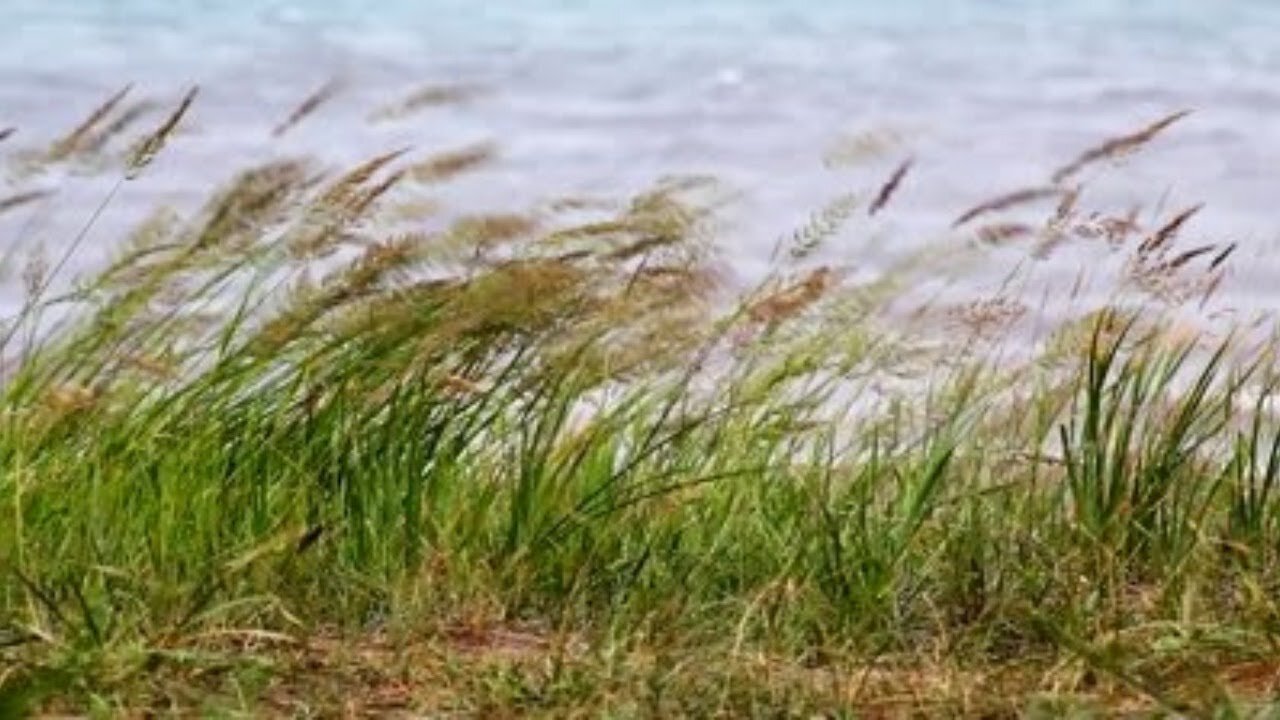 20200302 A REED SHAKEN IN THE WIND