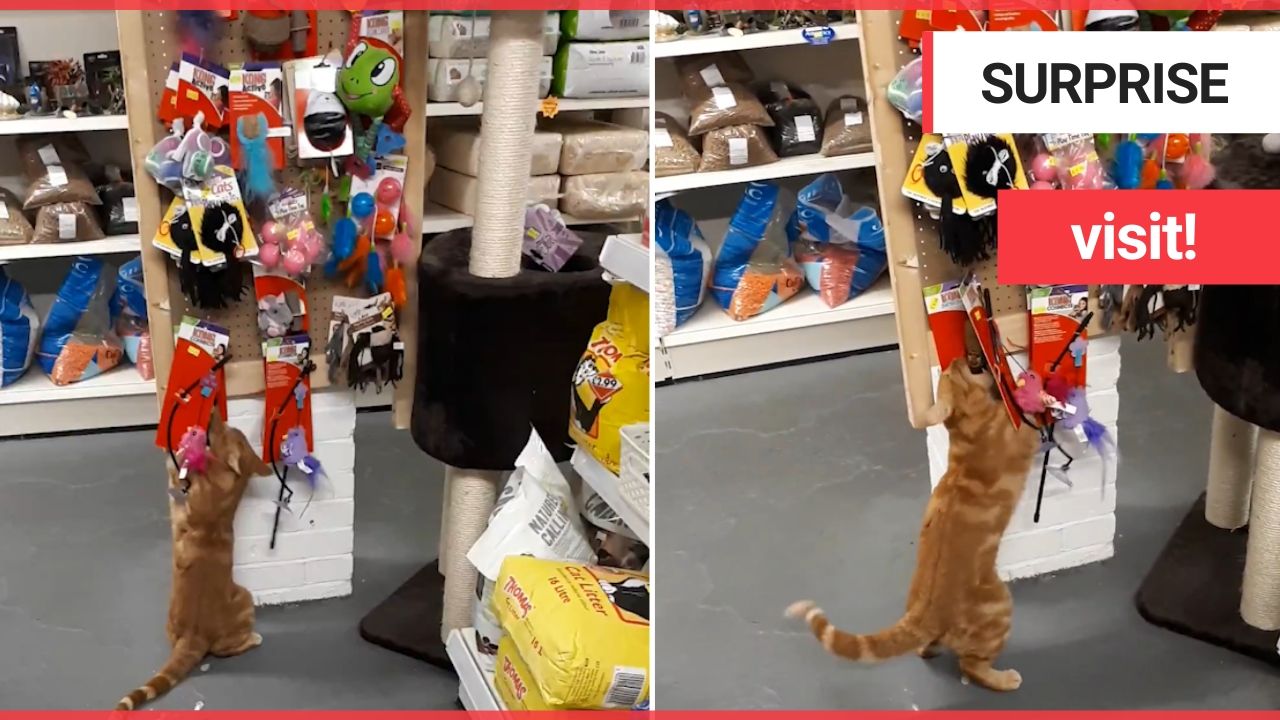 Cat has become local hero after making itself at home in almost every store on a high street