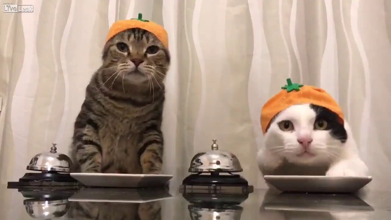 Cats asking their owners for food. Gatos Pidiendo Comida a sus Dueños
