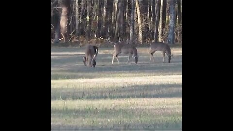 deer in the Field