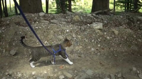 Curious Cat Loves Travelling in the Mountains