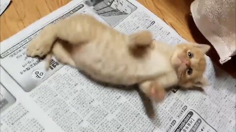 a kitten lying on a newspaper