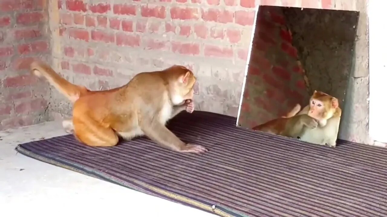 STUNT OF MONKEY AND DOG