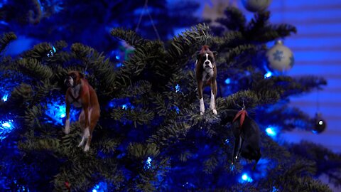 Girls hang live dogs on Christmas tree