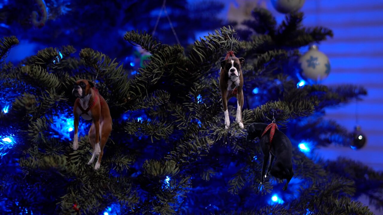 Girls hang live dogs on Christmas tree