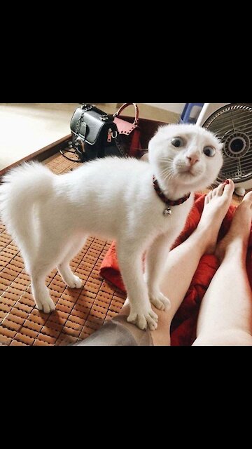 Hilarious Cat Memes - 18 -😹-Cat trolling its owner (Ilario)