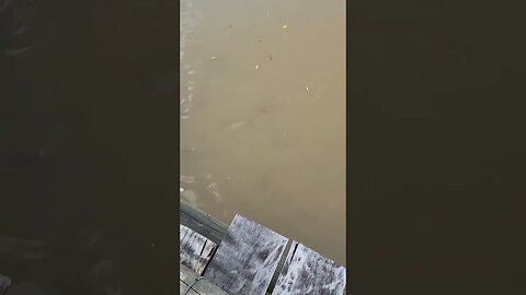 Olha os peixões do parque Birigui #shorts